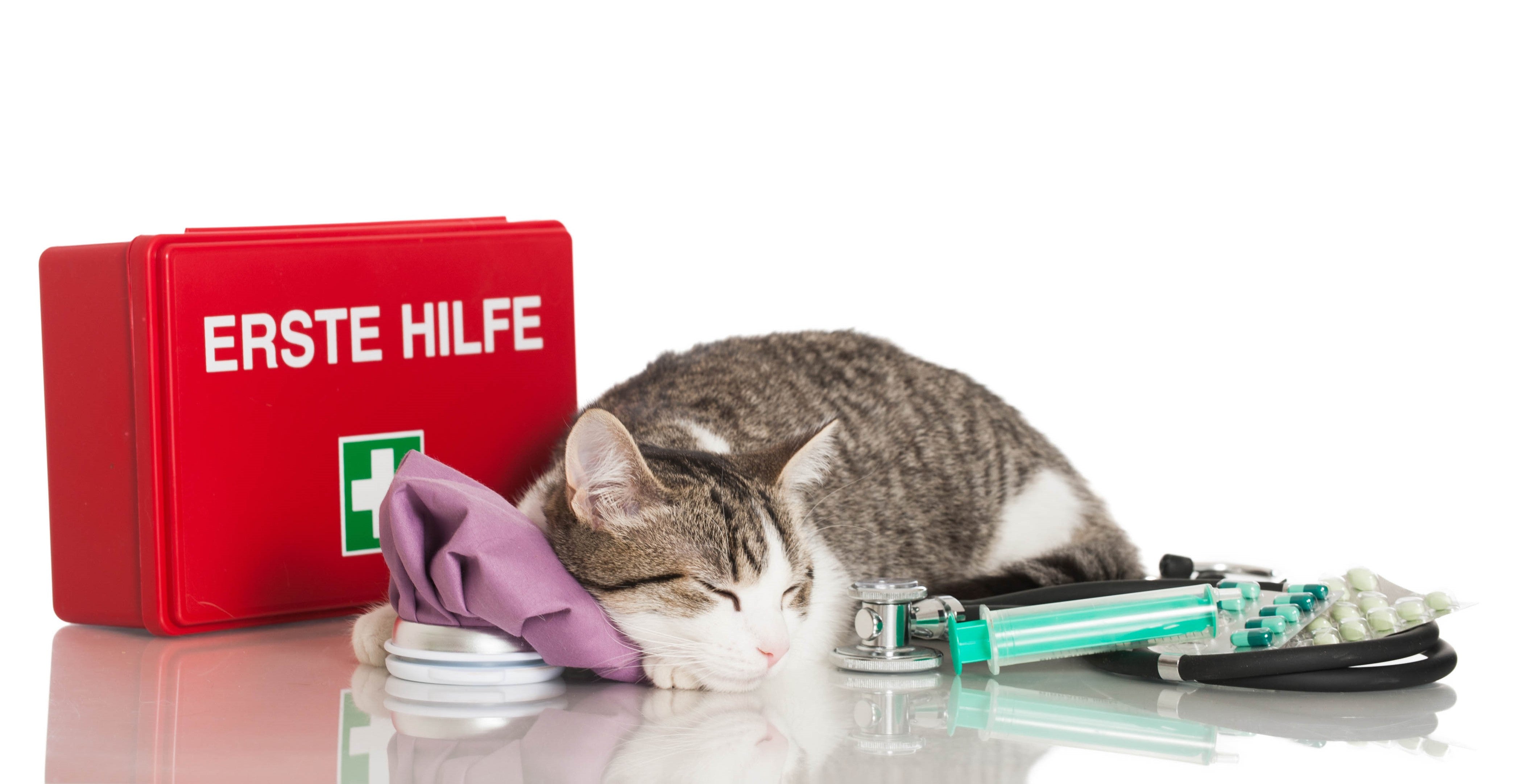 Deine Checkliste für Erste Hilfe bei Katzen – FELIWAY für Katzen