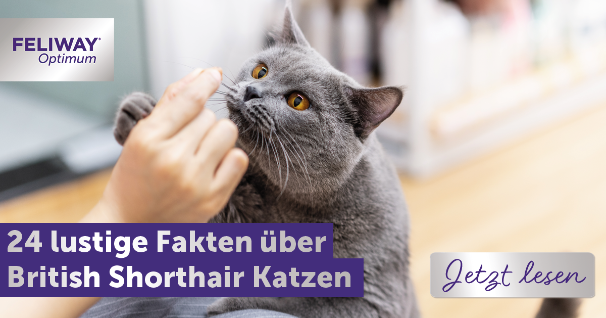 24 Fakten über die Britisch Kurzhaar Katzen