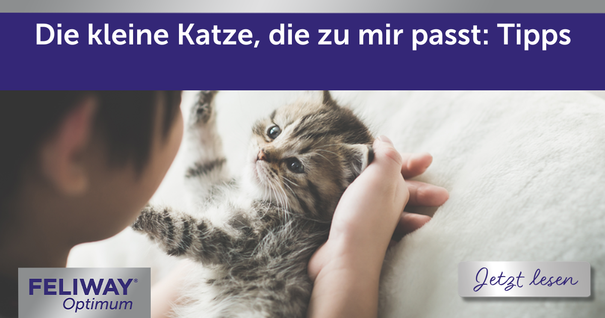 Die kleine Katze, die zu mir passt: Tipps