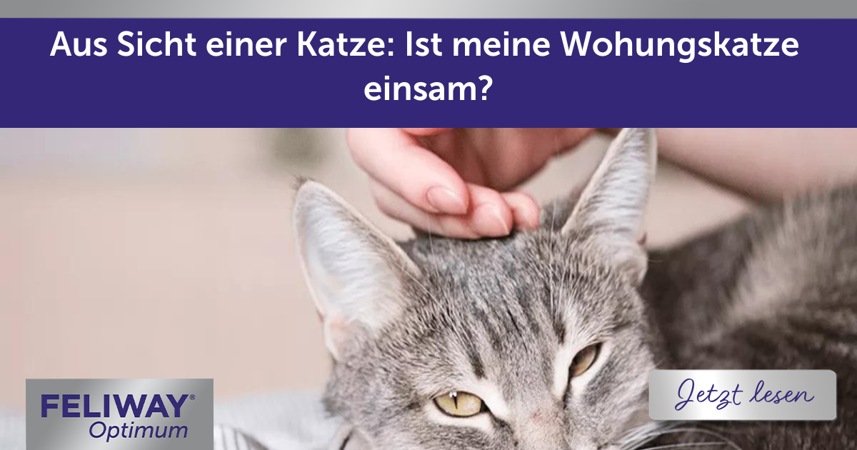 Aus Sicht einer Katze: Ist meine Wohungskatze einsam?