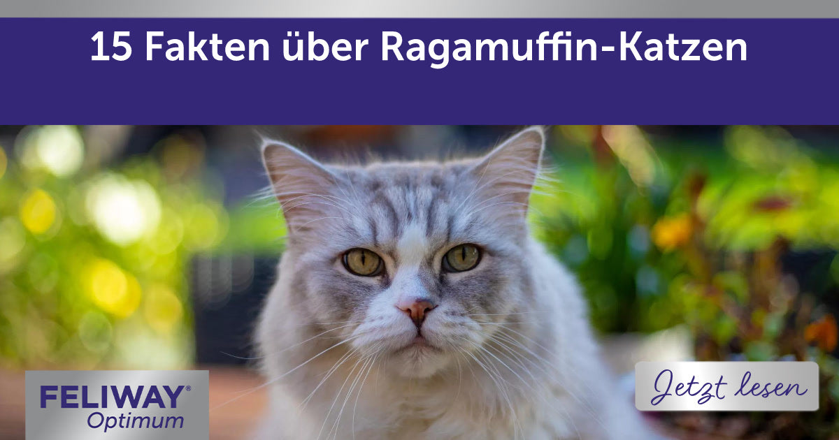 15 Fakten über Ragamuffin-Katzen