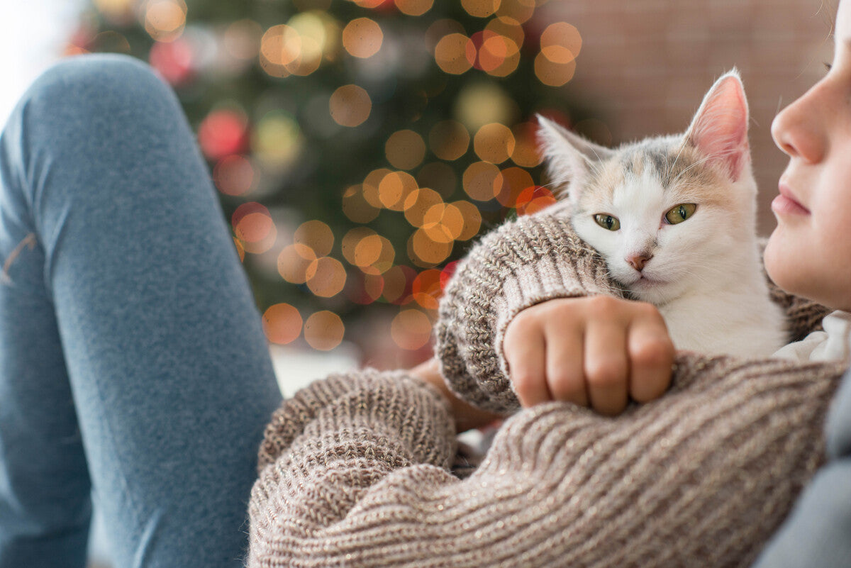 Darum liegt deine Katze so gerne auf dir...