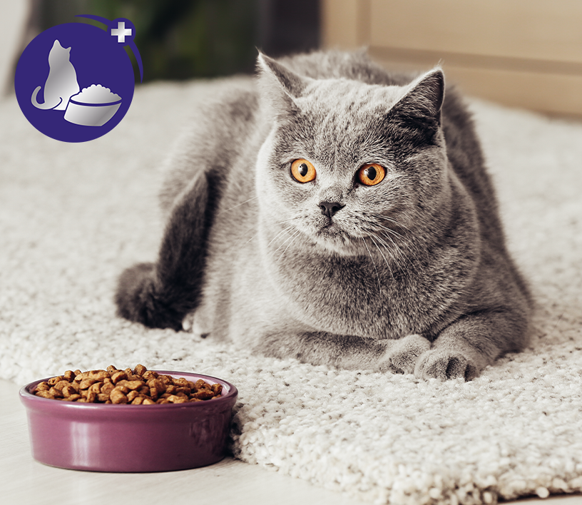Katzenurin Geruch entfernen: Die 6 besten Tipps für Katzenbesitzer –  FELIWAY für Katzen