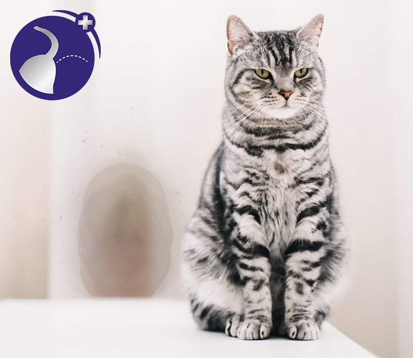 Anti Kratz Spray für Katzen - So rettest du deine Möbel! – FELIWAY für  Katzen